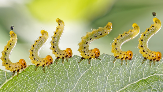 Keep Pests from Bugging Your Trees: Best Tips for Keeping Your Trees Healthy and Pest Free