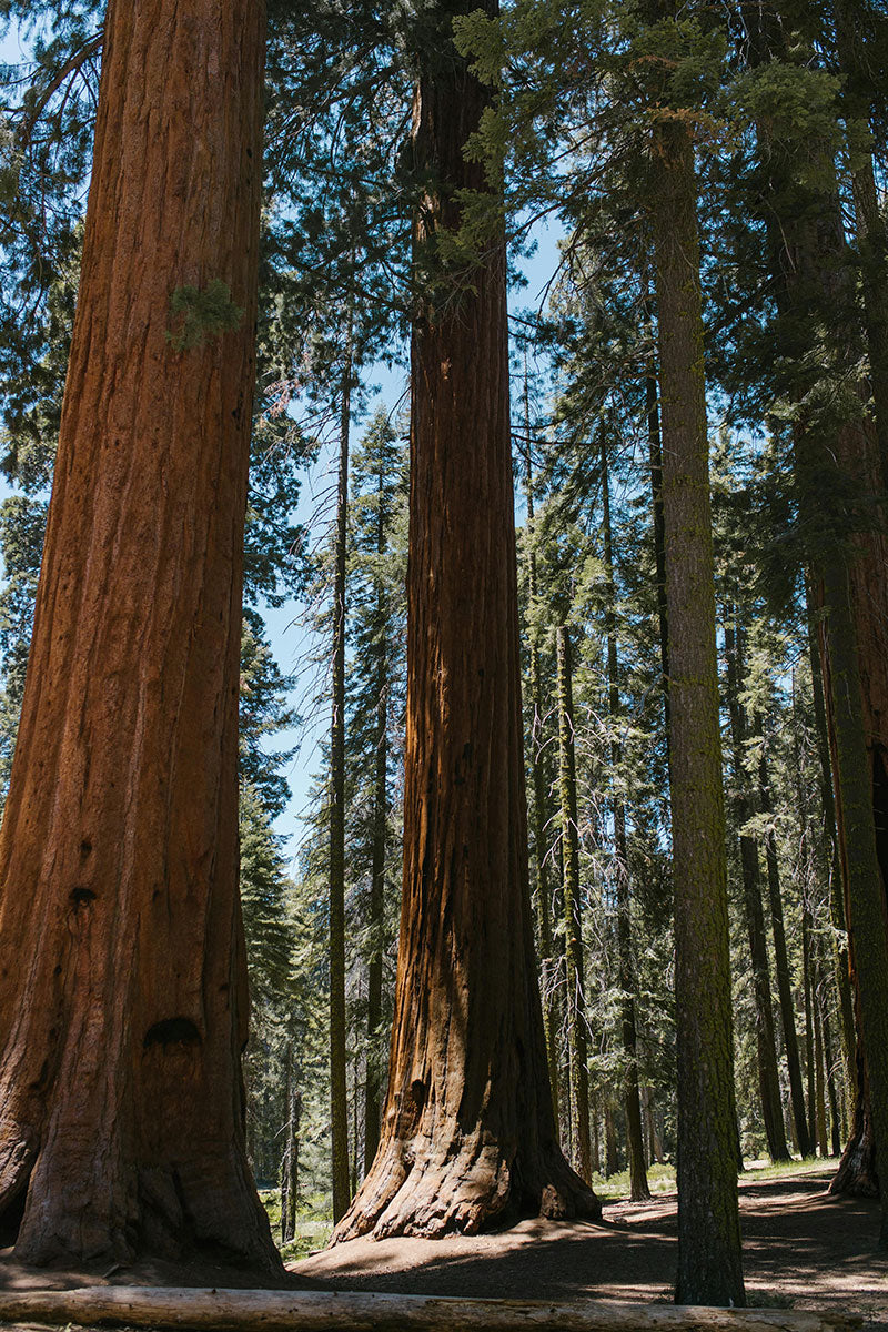 Giant sequoia trees in the forest