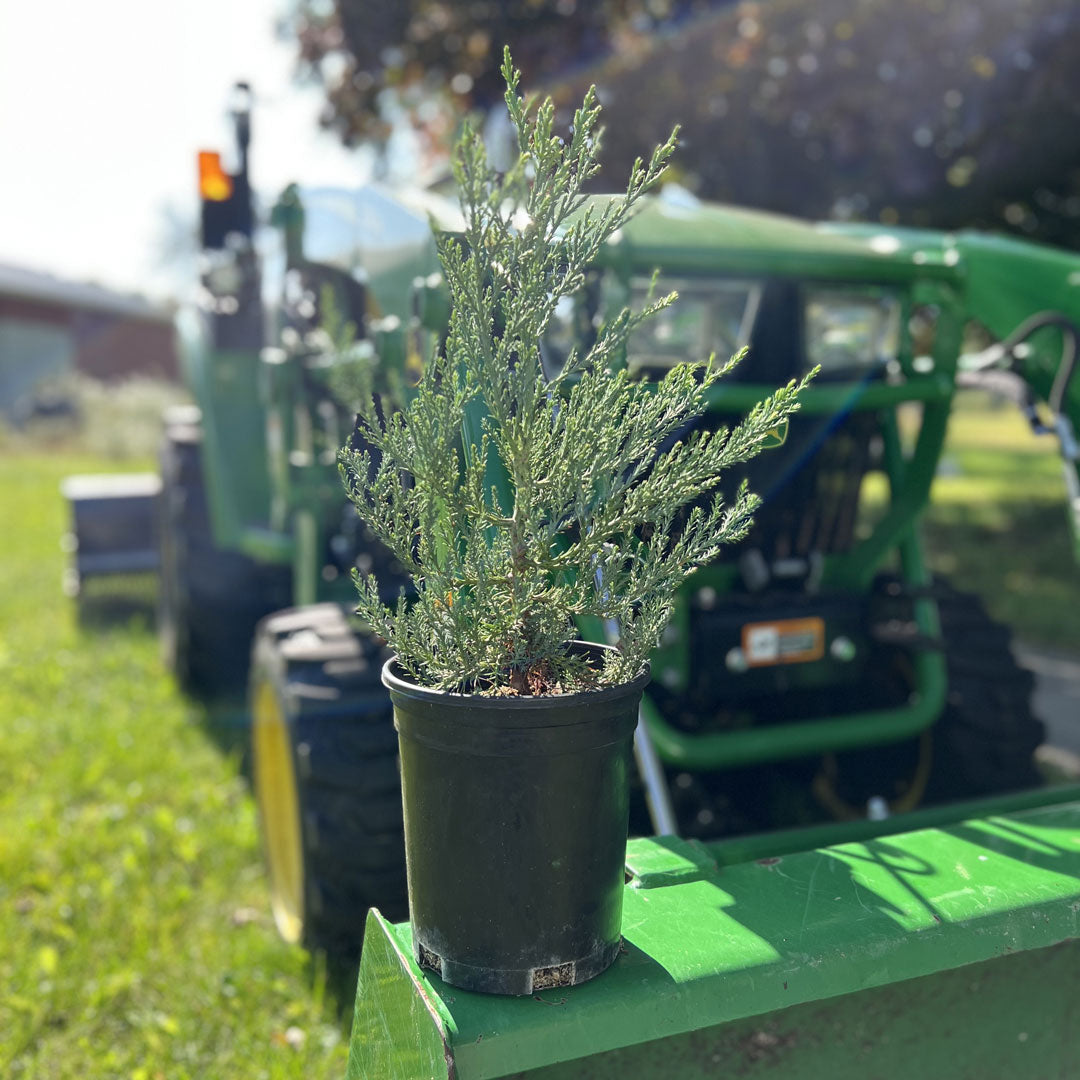 Medium to large potted sequoia tree sapling on a tractor outside