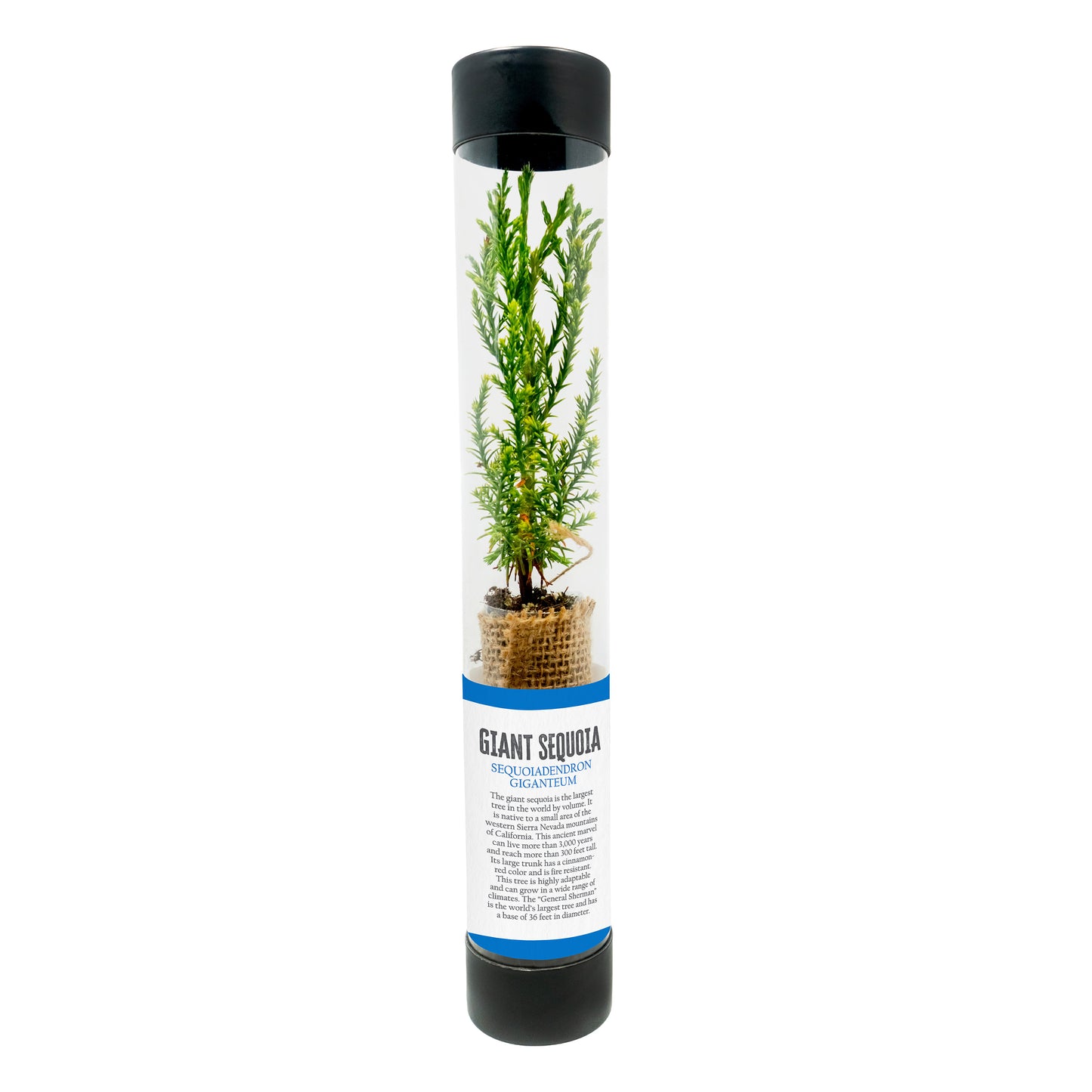 Giant Sequoia sapling in a transparent tube with black lid and label on a white background