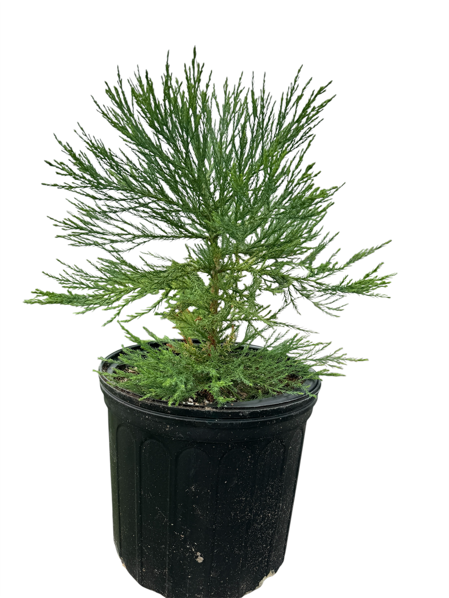Potted giant sequoia tree for sale on a white background