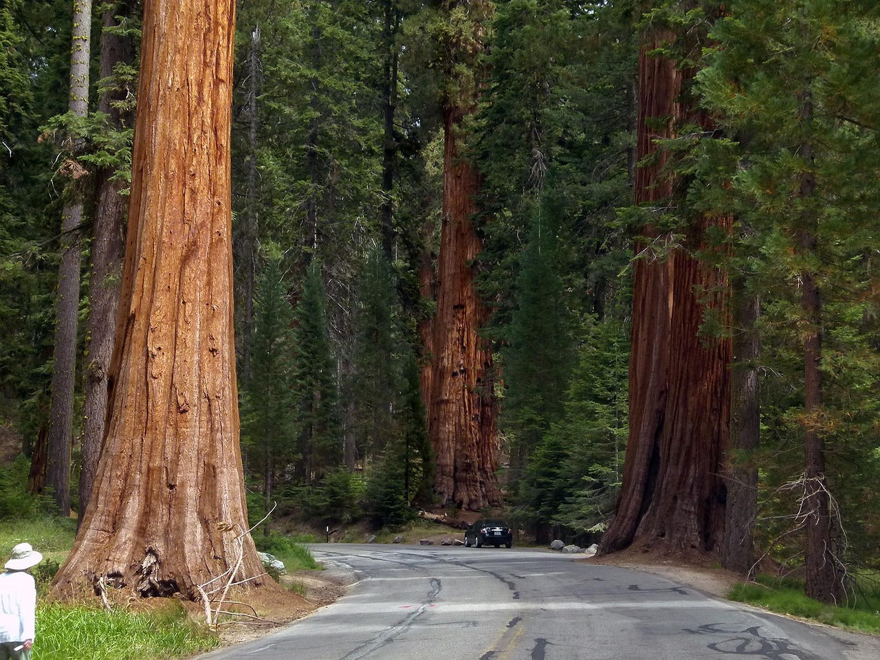 Giant sequoia trees along a road in a forest
