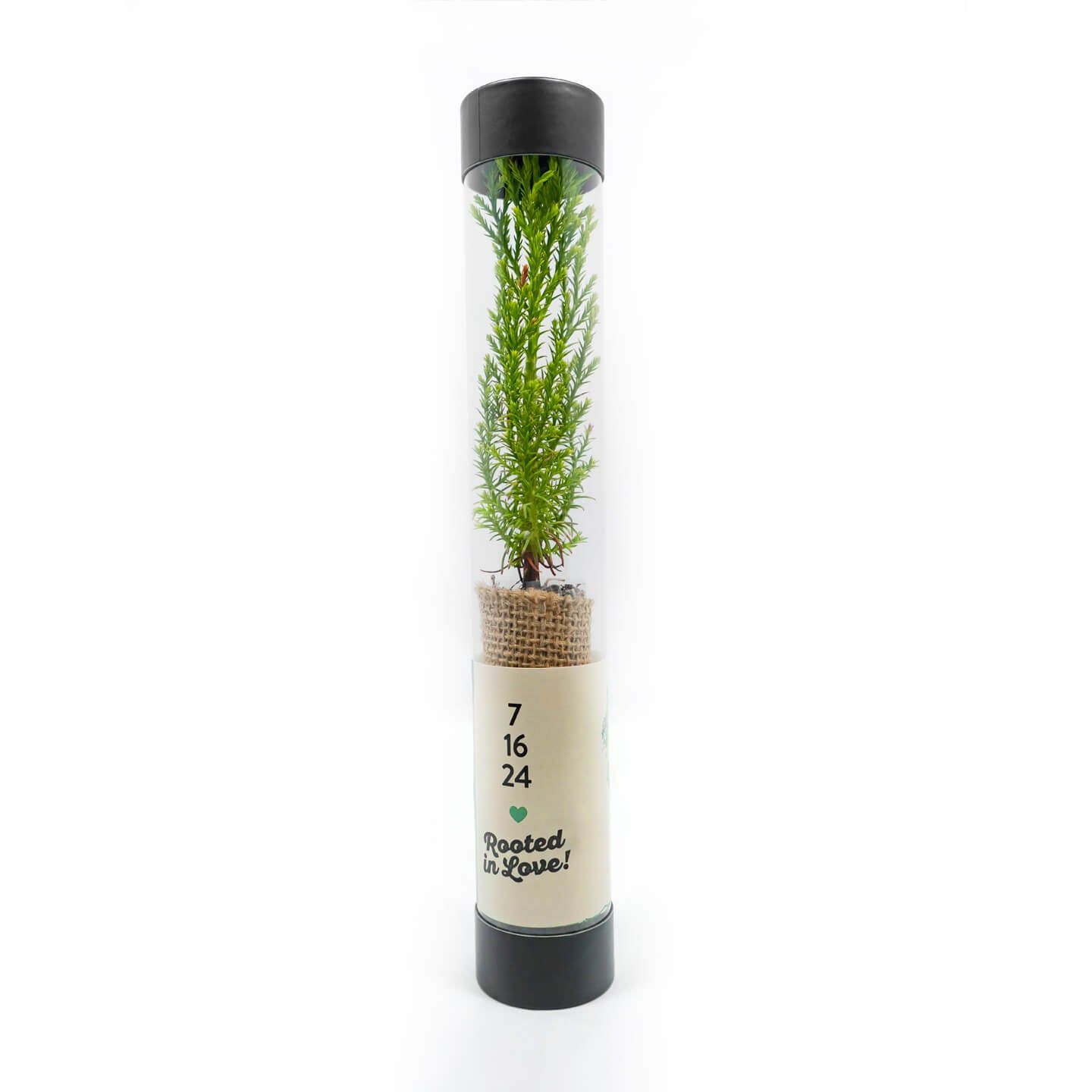 Clear tube with a living sequoia tree on a white background