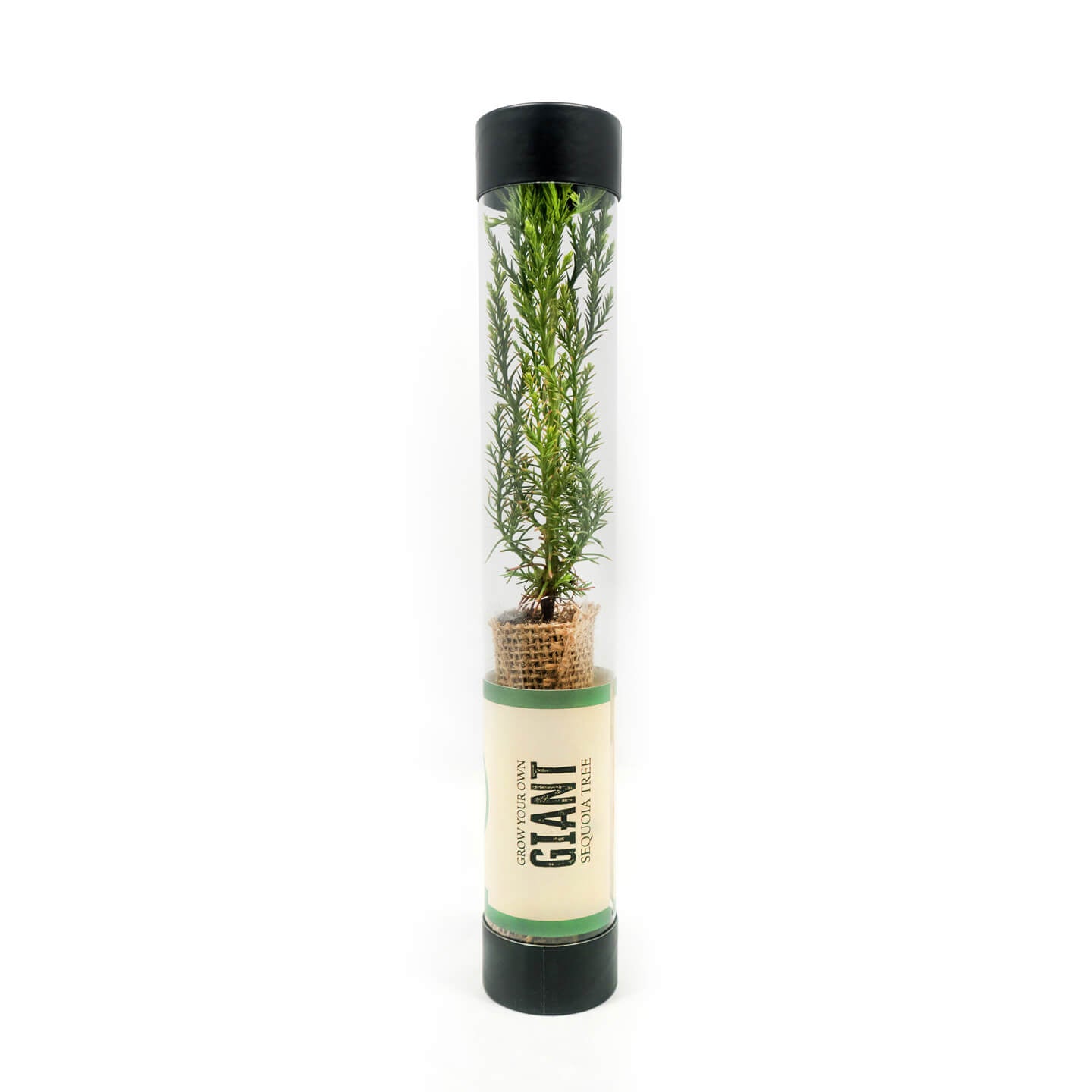 sequoia tree in small clear tube with giant sequoia tree label