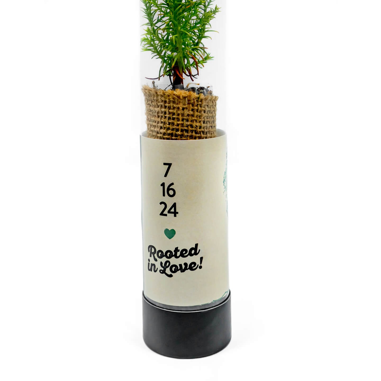 sequoia tree in a cylindrical container with decorative text on a white background