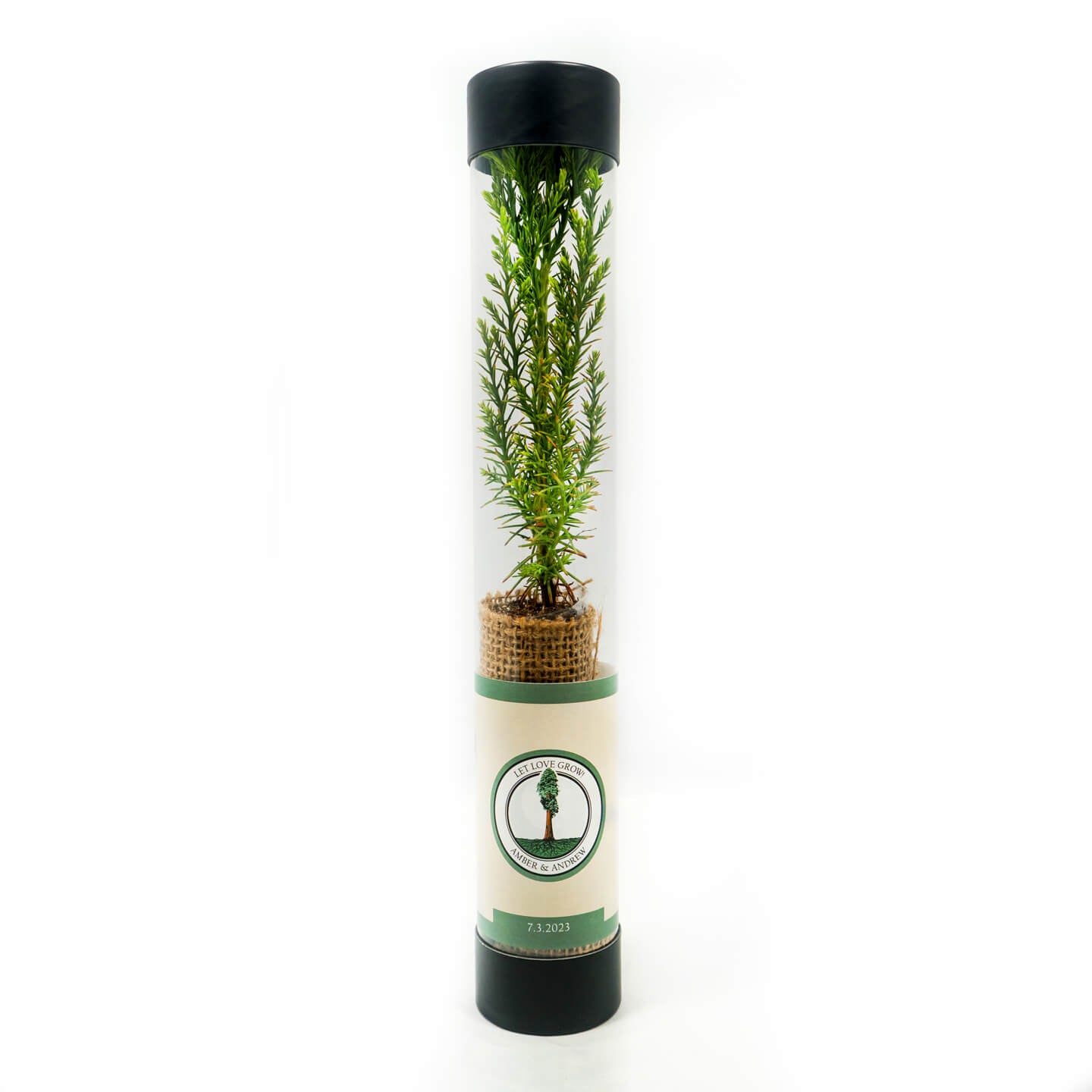 sequoia tree in a clear tube with custom wedding label