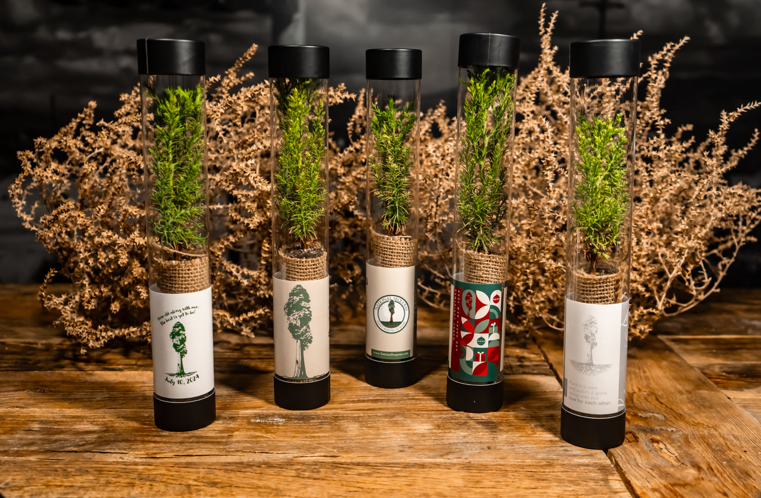 Five glass vials with sequoia saplings on a wooden surface