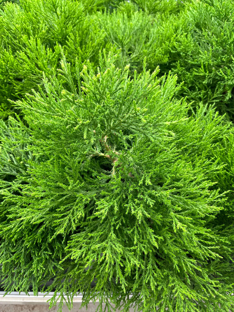 National Sequoias close up of giant sequoia tree