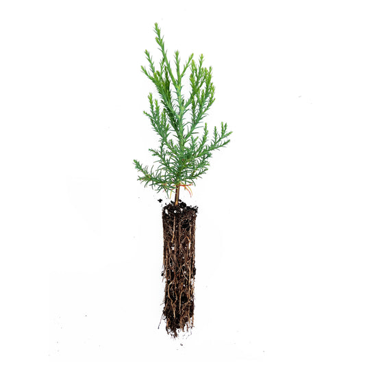 A medium-sized sapling of a Giant Sequoia tree with visible roots and green foliage against a white background.
