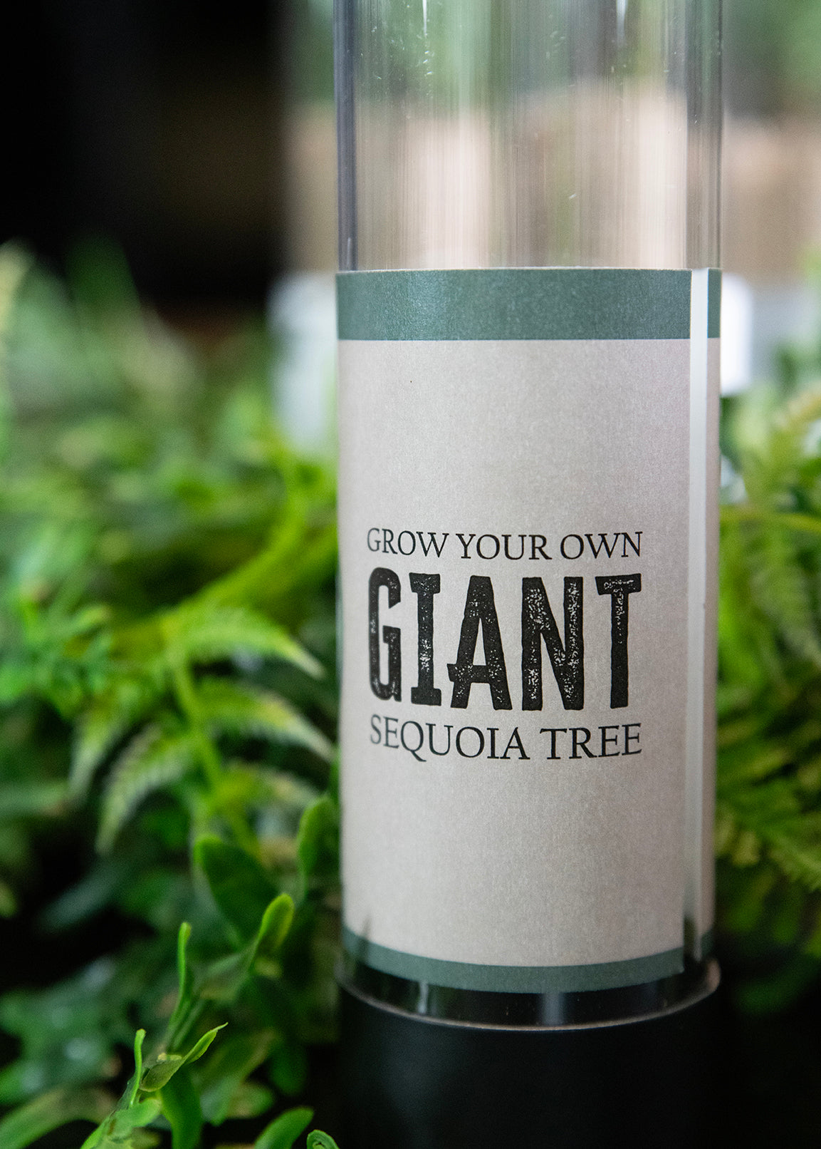 Grow your own Giant Sequoia Tree Labeled Tube