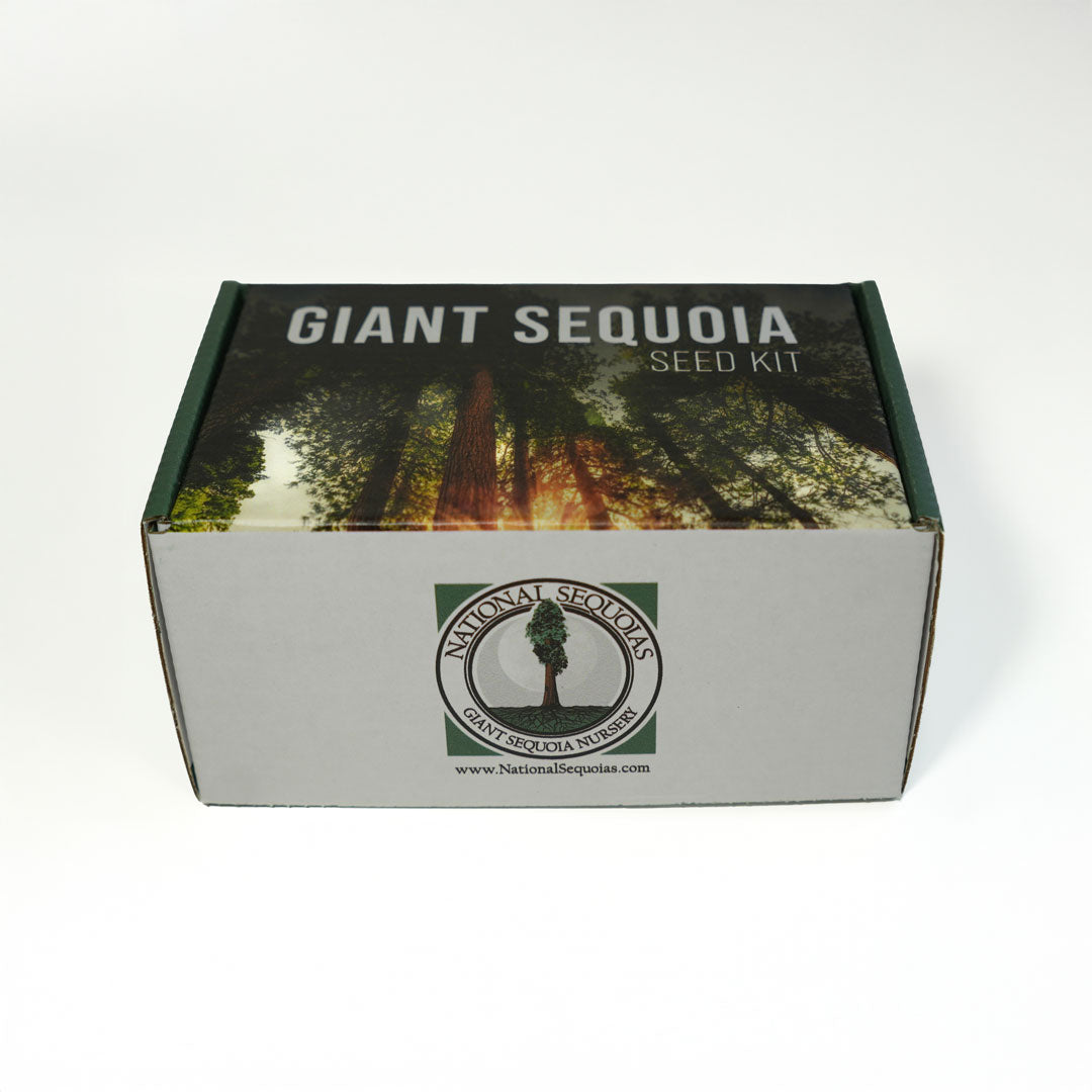 planting giant sequoia seeds Giant Sequoia Seed Kit
