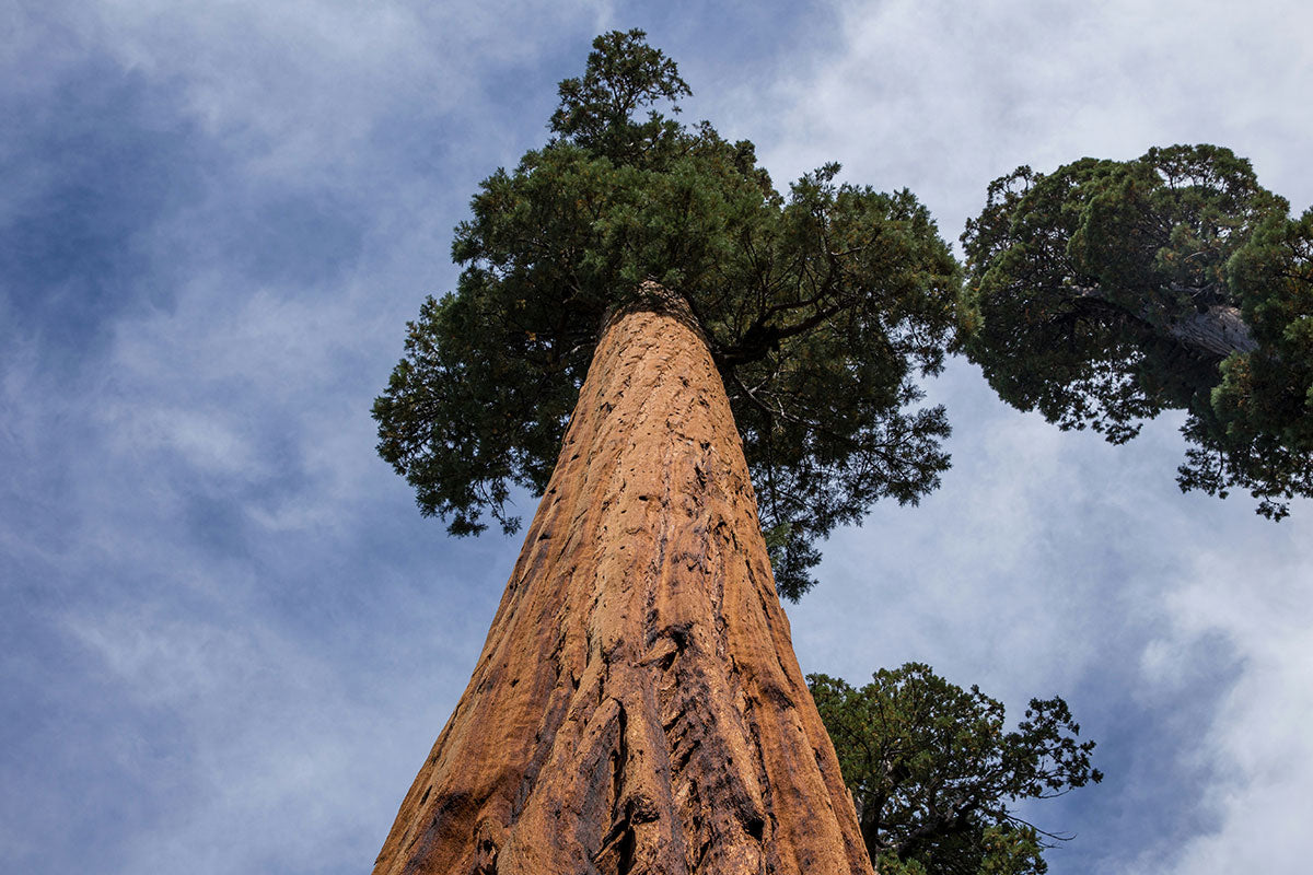 View looking up a giant sequoia tree