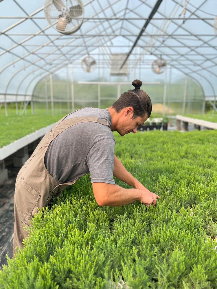 National Sequoias' Joe Working on trees