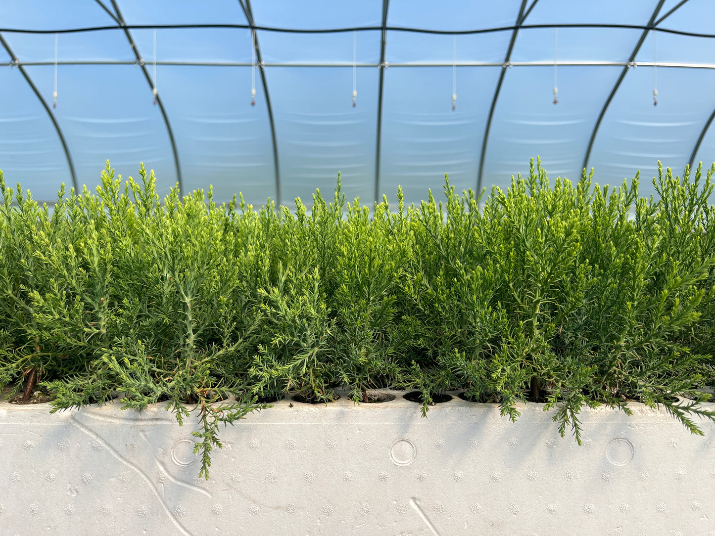 A row of young sequoia trees growing indoors under artificial lighting, arranged in a line for sale as part of a tree nursery operation.