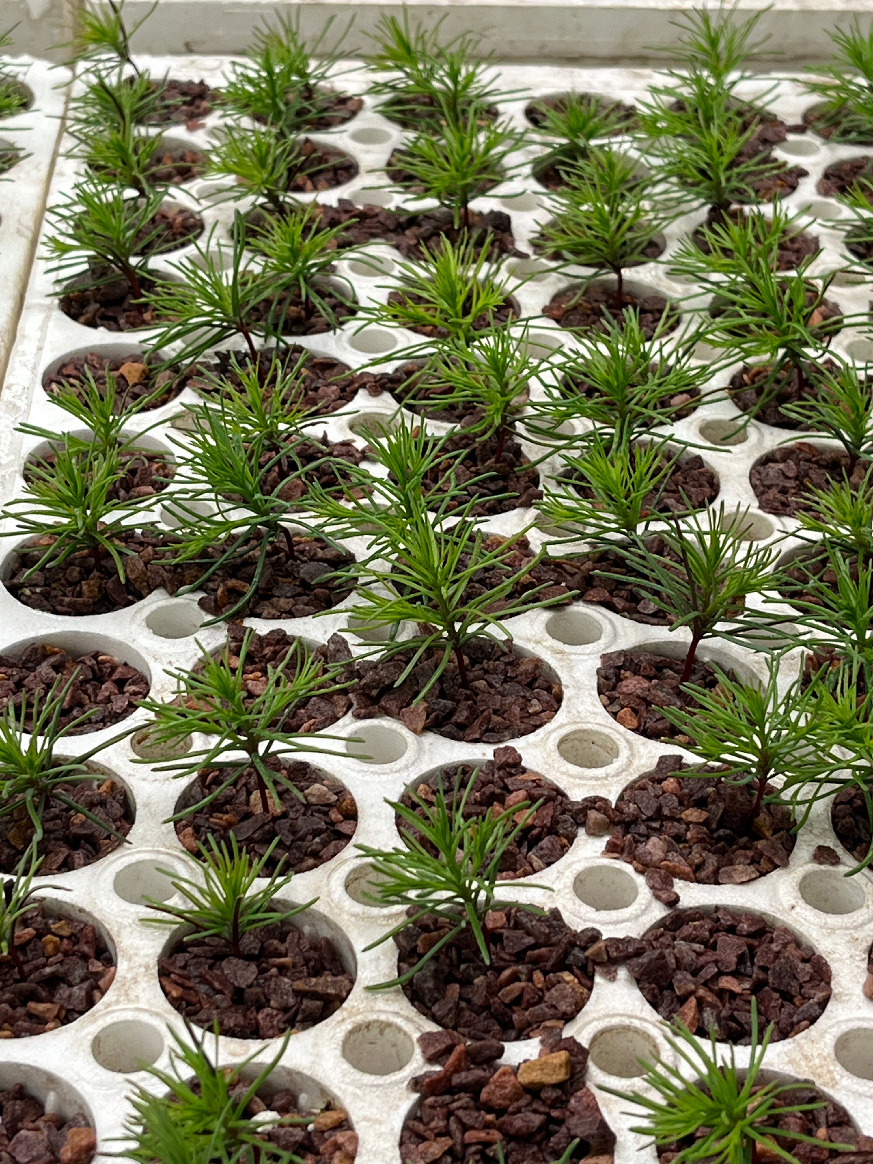 National Sequoias Giant Sequoia tree seedlings