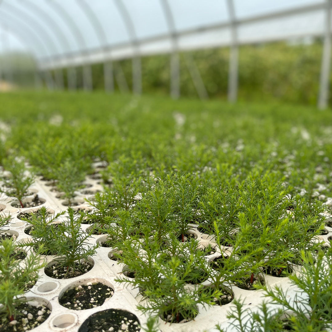Sequoia tree farm growing saplings in a greenhouse