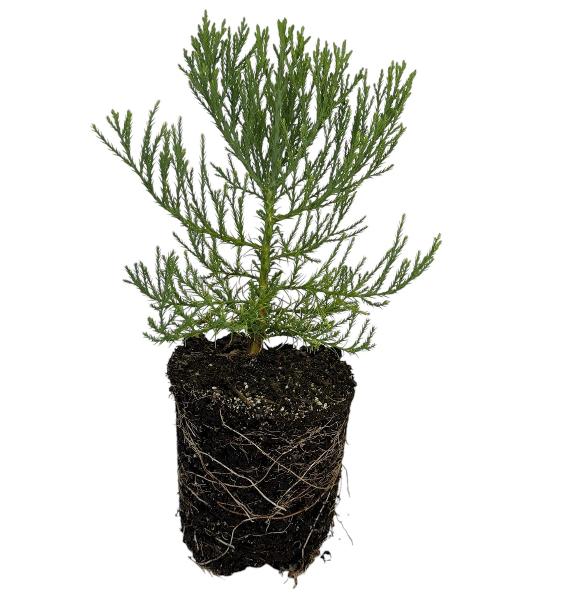 Giant Sequoia - 1 Gallon Tree