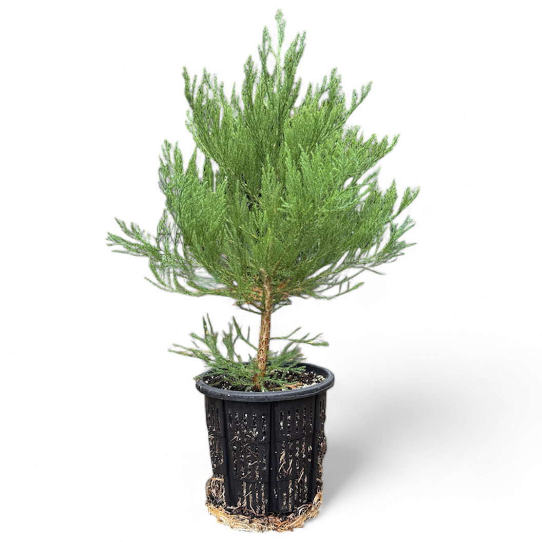 giant sequoia plants for sale Buy a 3 Gallon Giant Sequoia Tree — XL | Michigan Grown