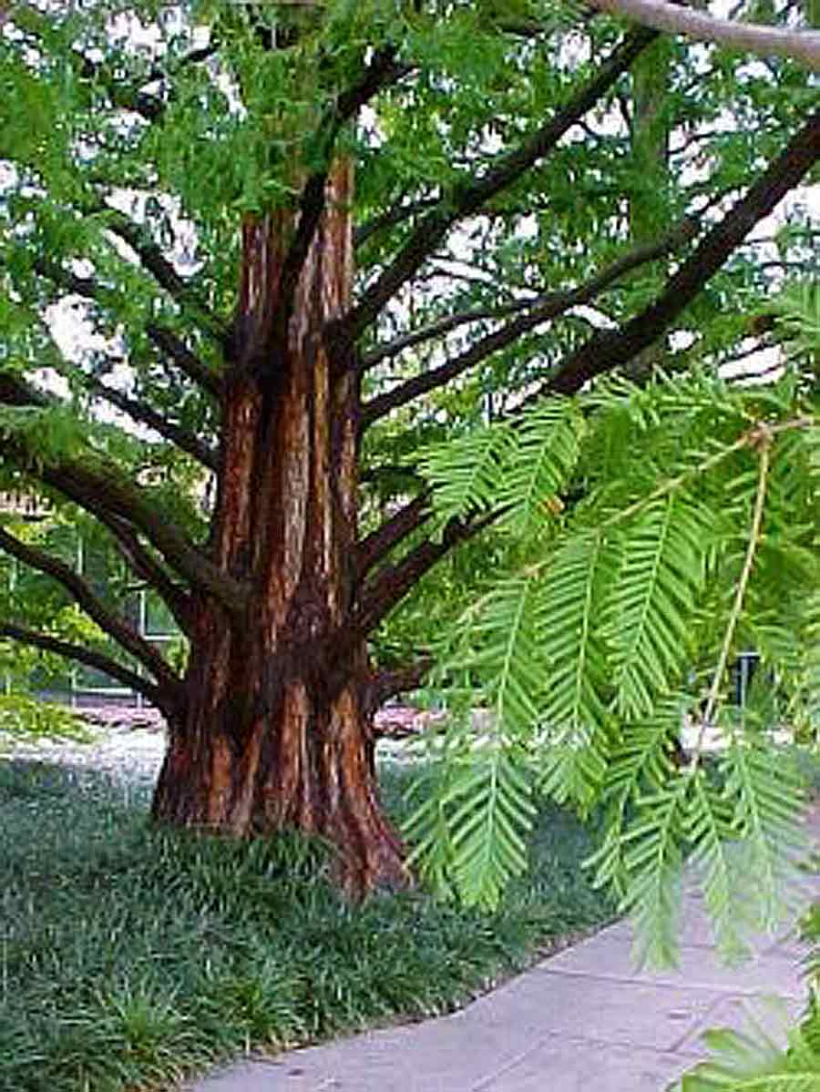 Dawn Redwood