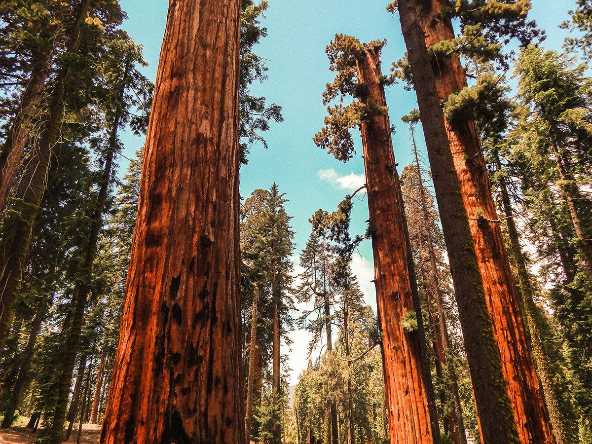 Giant Sequoias in a sunny forest