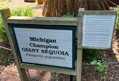 National Sequoias Champion giant sequoia tree