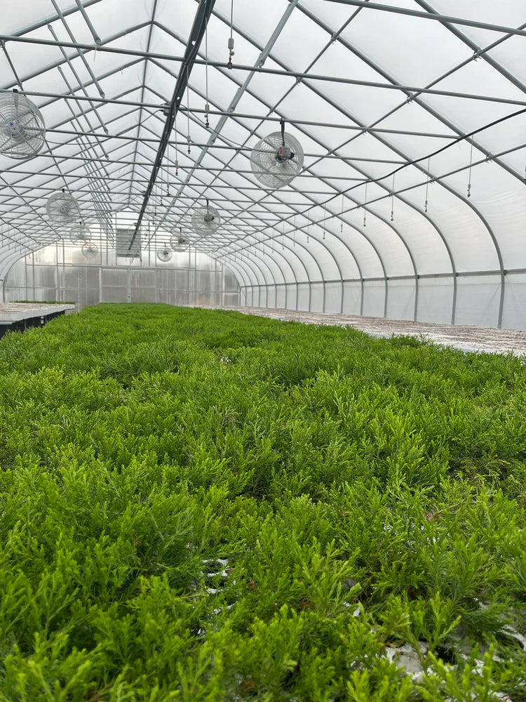 National Sequoias sapling nursery