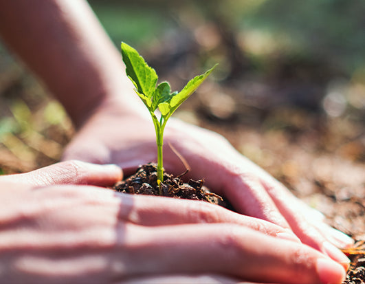 Sequoia Saplings being planted