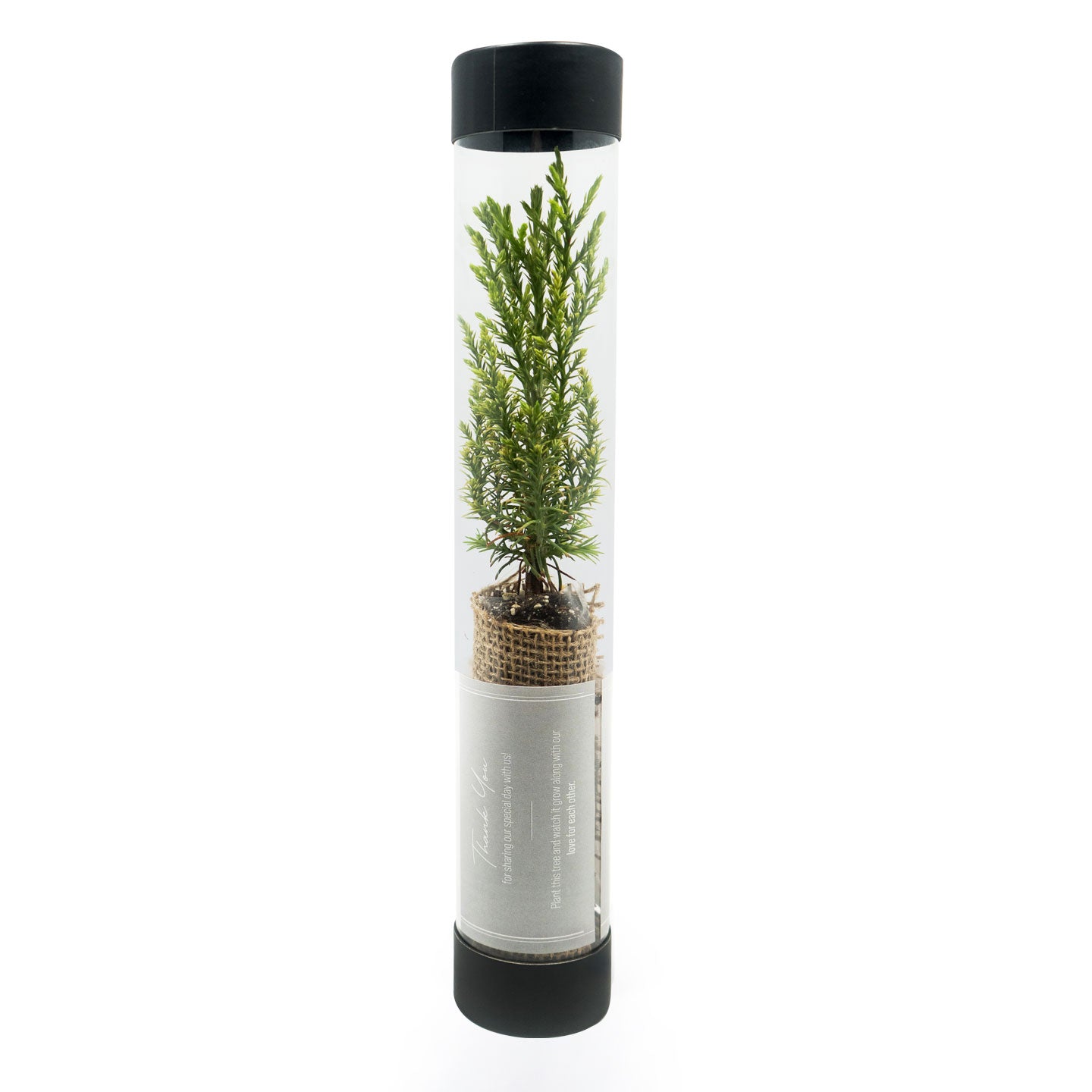 Giant sequoia sapling inside a cylindrical transparent container with a black lid on a white background