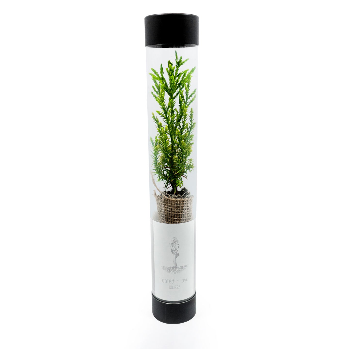 sequoia sapling inside a cylindrical transparent container with black lid on a white background