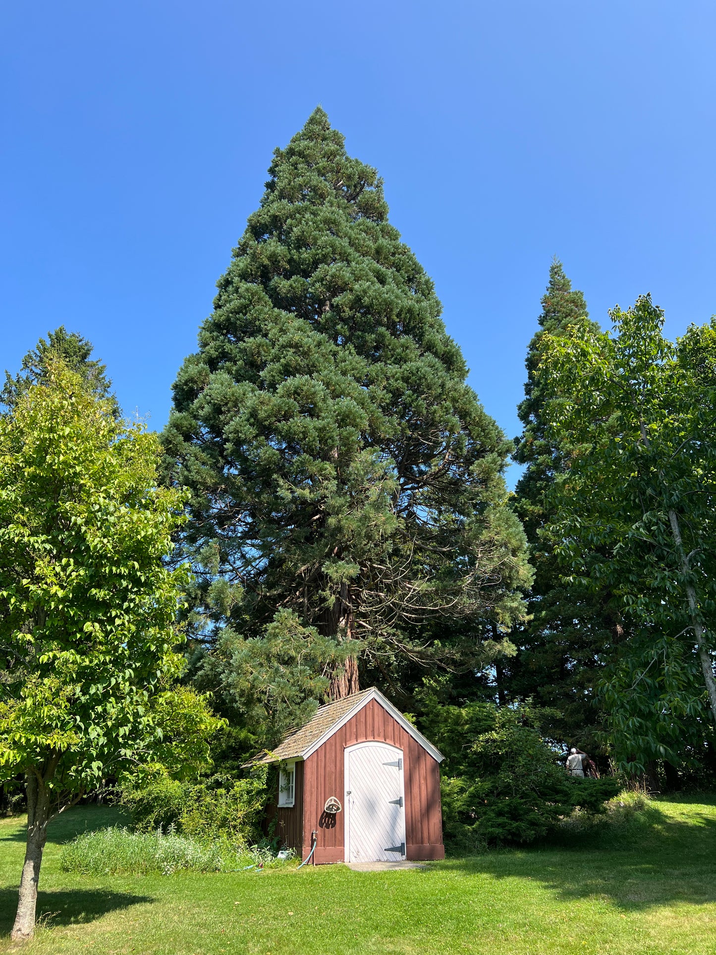 Sequoia Tree in Michigan Backyard