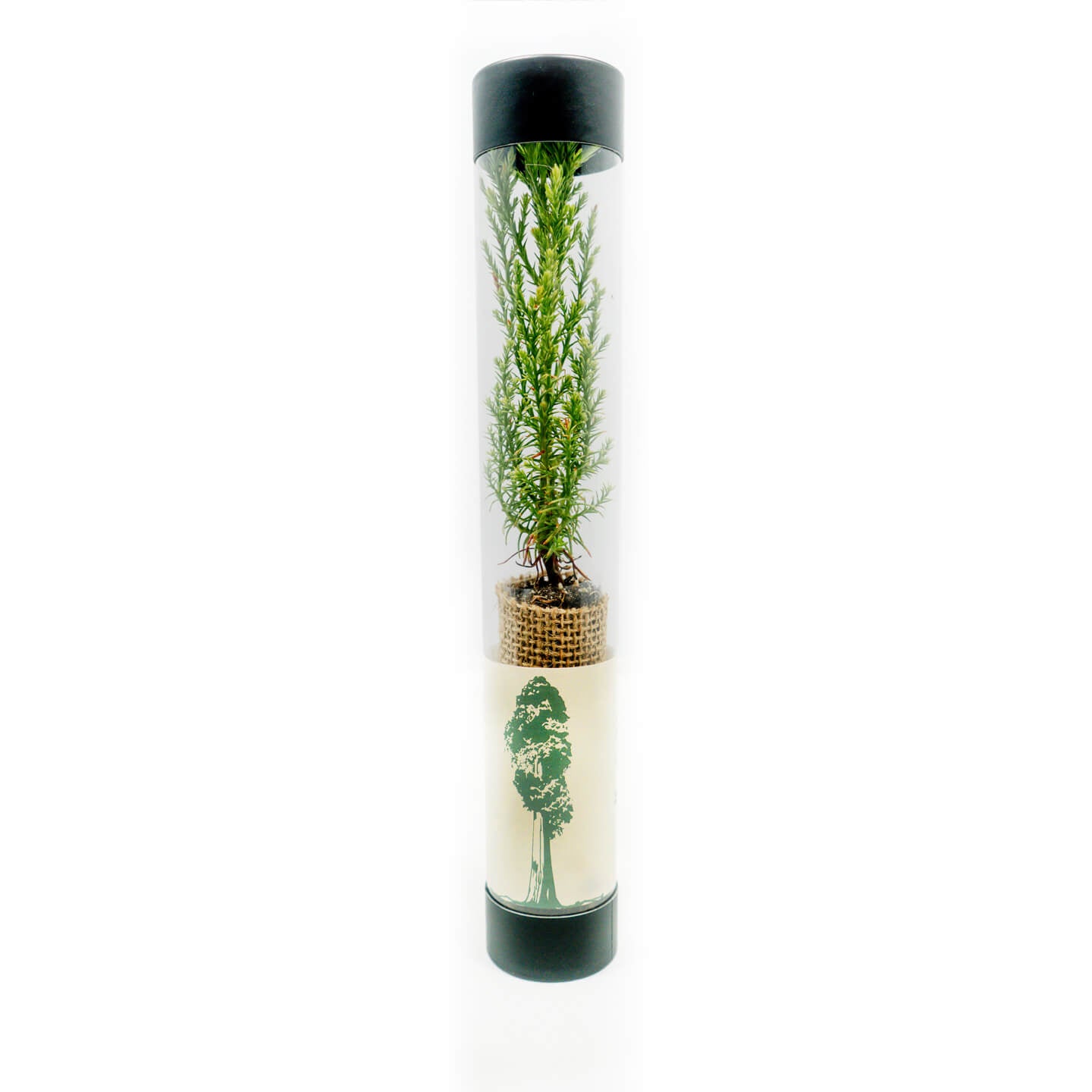 sequoia sapling inside a transparent cylindrical container with black lid on a white background