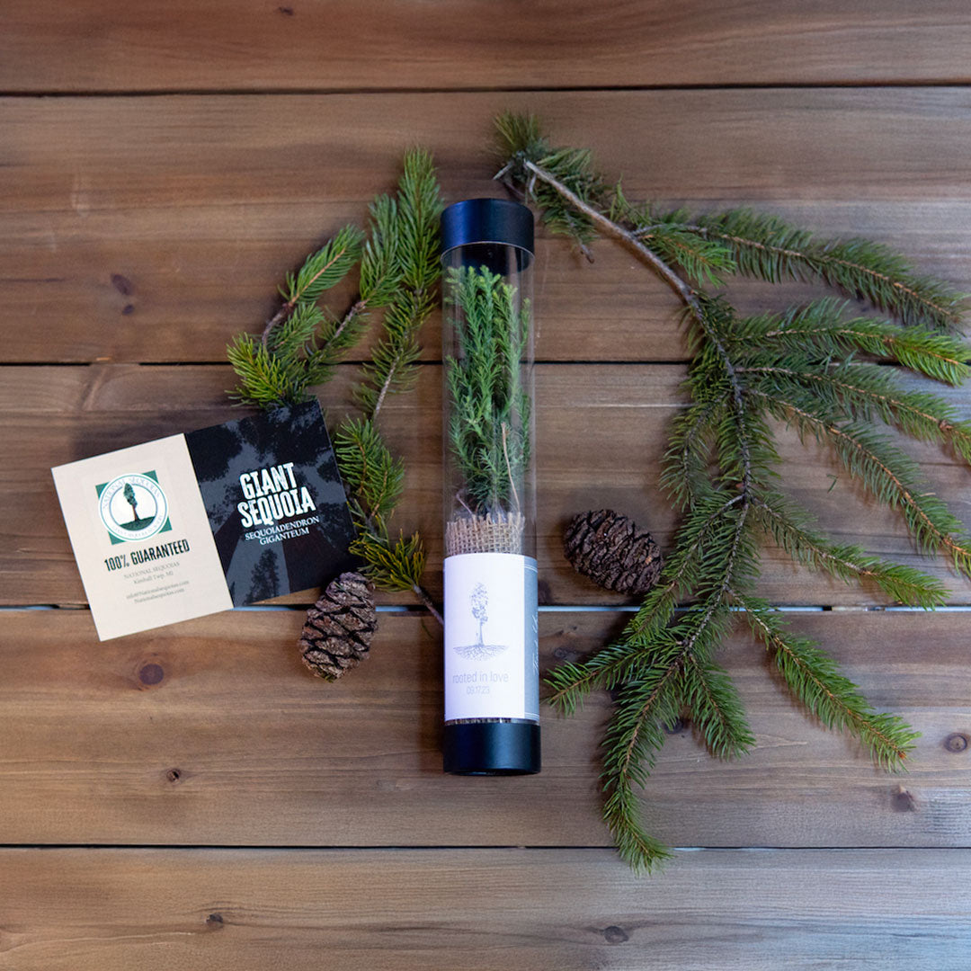 Giant sequoia tree sapling in clear gift tube