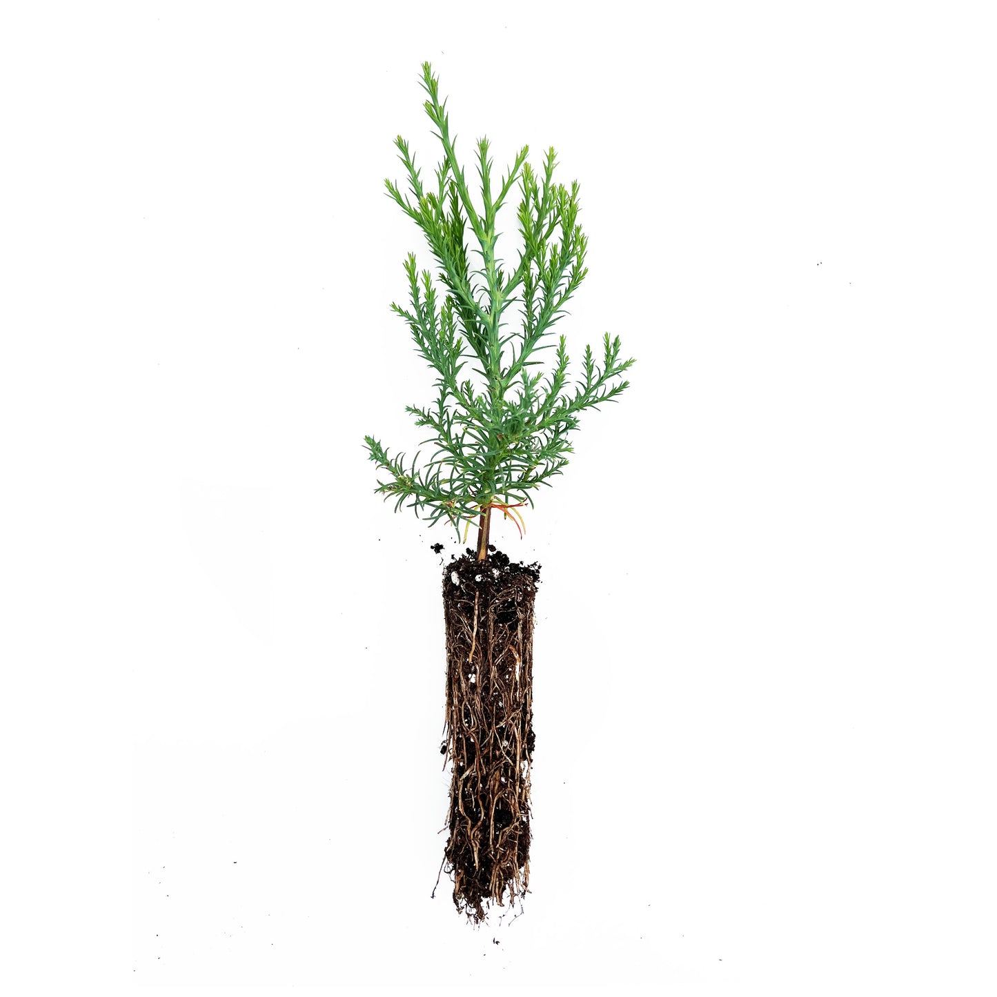 Sequoia tree sapling