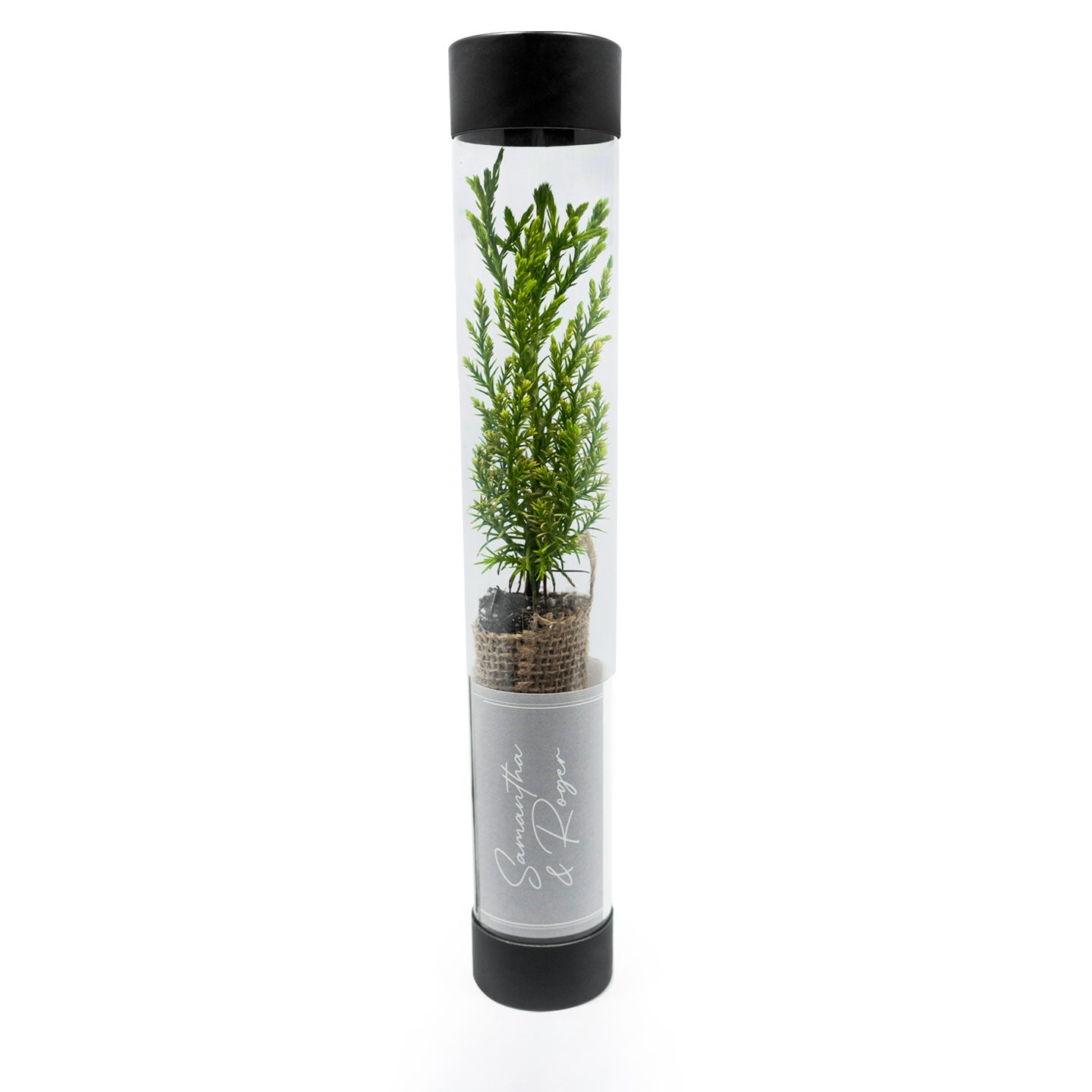 sequoia sapling in a transparent cylindrical container with black lids on a white background