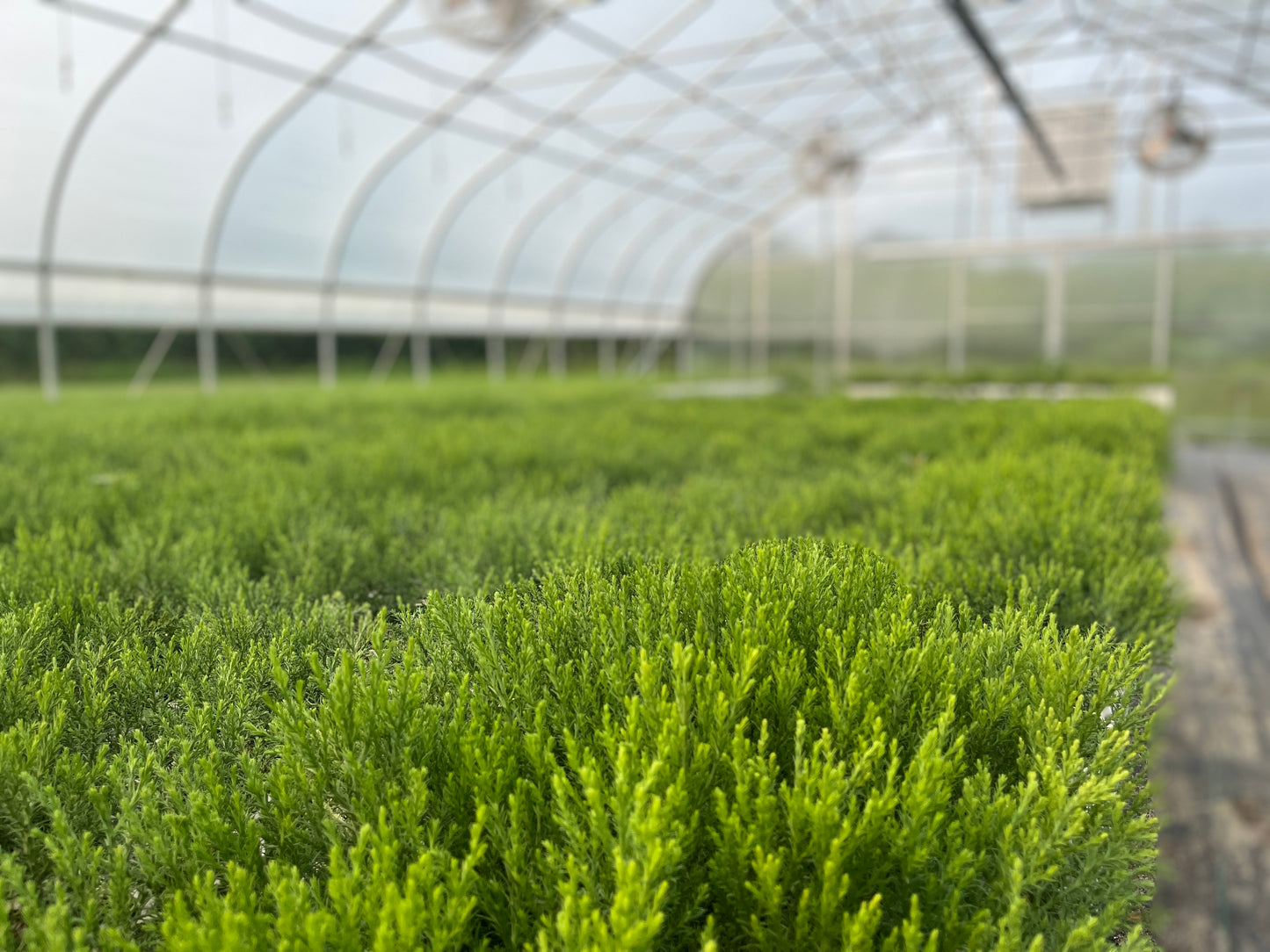 Sequoia sapling view in greenhouse