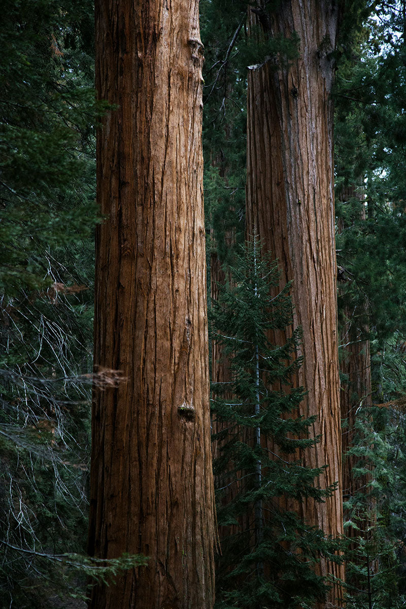 Giant Sequoia - 1 Gallon Tree