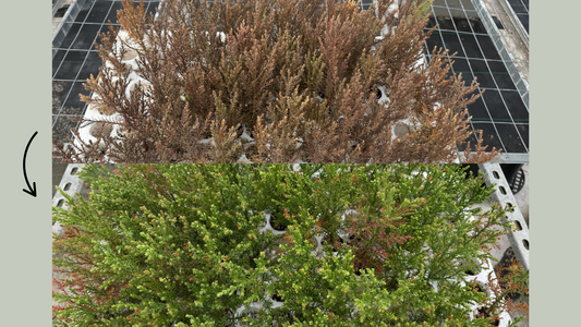Dormancy in Giant Sequoias: Common Misconceptions