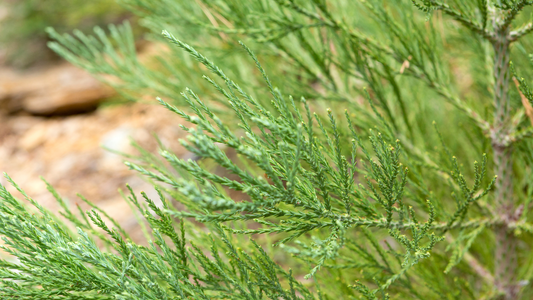 Keeping Your Sequoia Tree Alive During the Fall to Winter Transition
