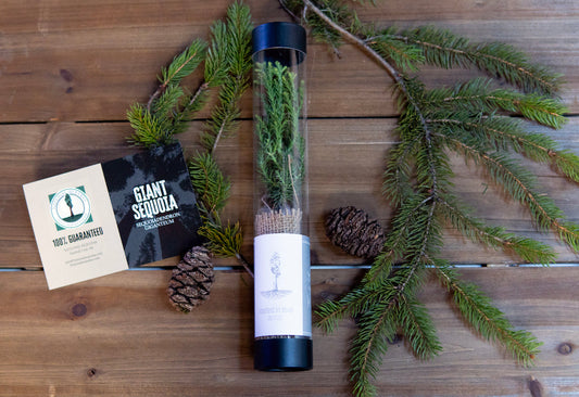 Incorporating Sequoias into Your Wedding for a Memorable Celebration