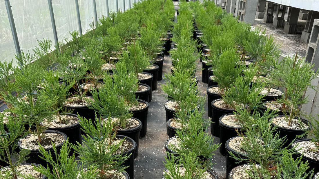 Grow Your Own Christmas Tree