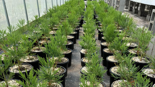 Grow Your Own Christmas Tree