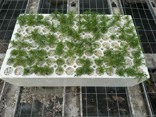 Starter Block (100 trees)
