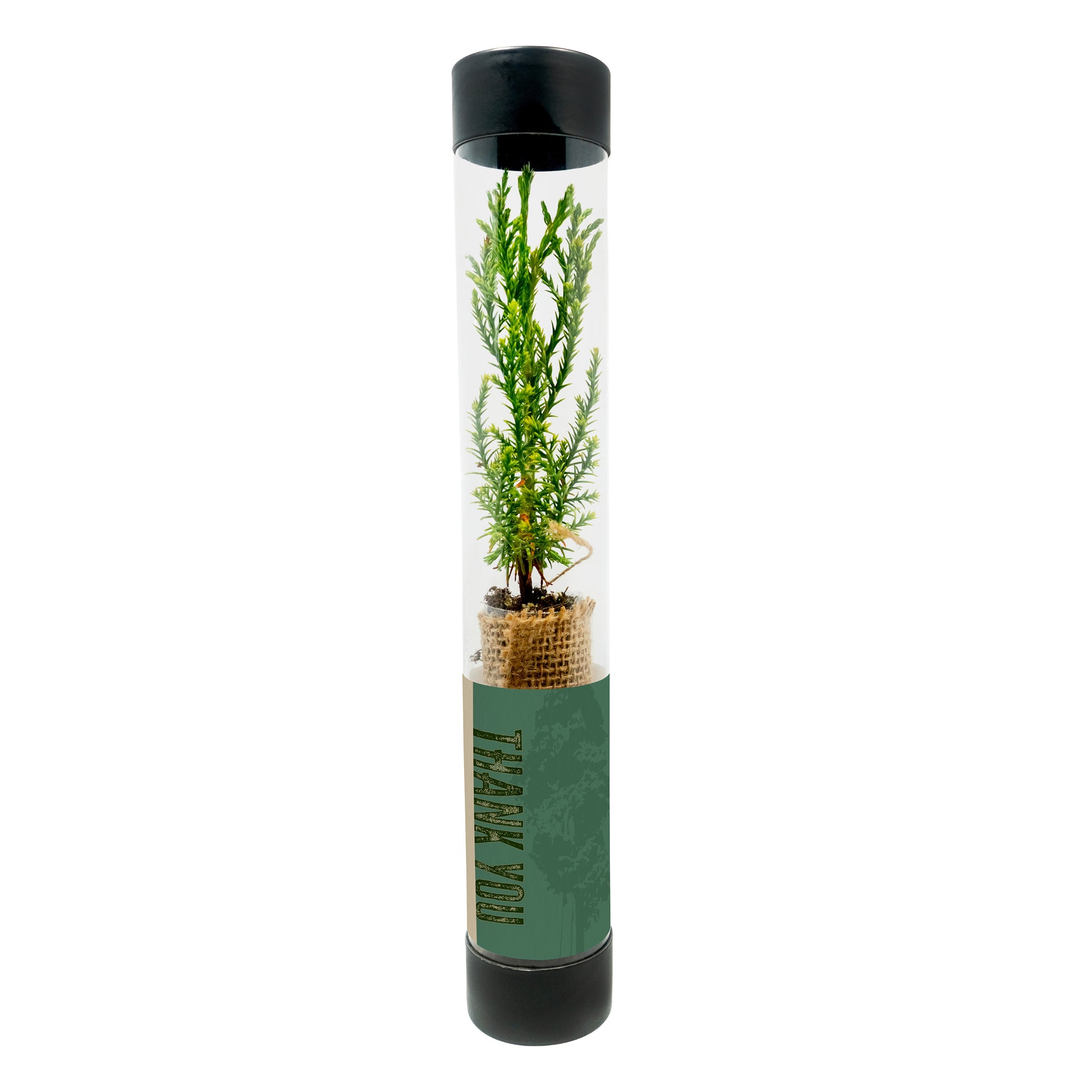 Sequoia sapling inside a tube with a custom green thank you label