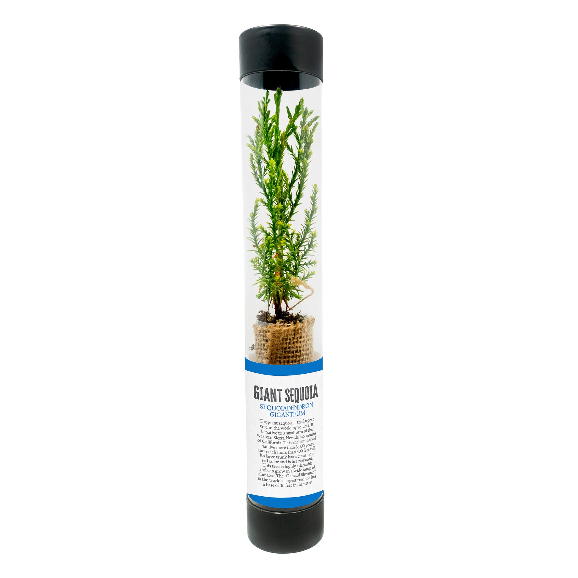 Giant Sequoia sapling in a transparent tube with black lid and label on a white background