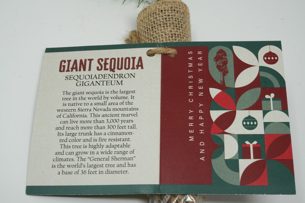 Giant Sequoia - Small Sapling