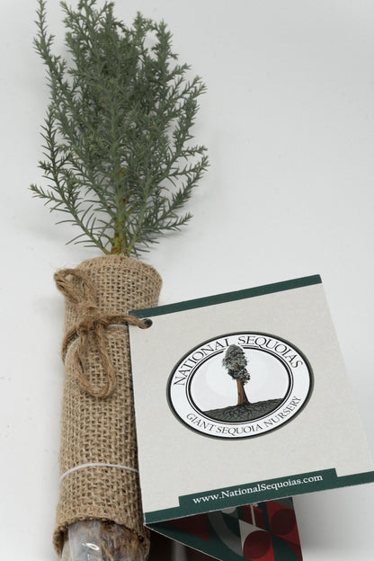 Giant Sequoia-Small sapling Gift