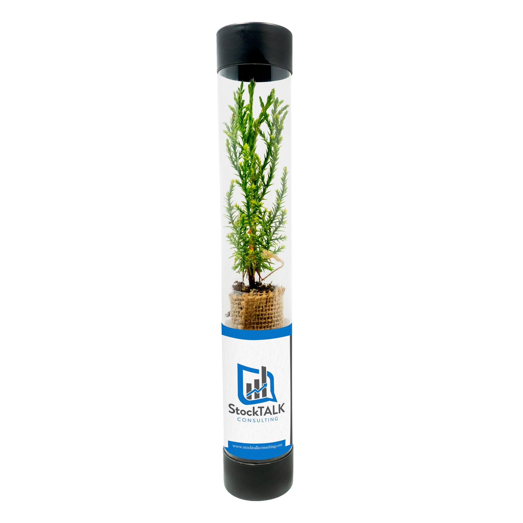 Sequoia sapling in a transparent tube with a black lid and StockTalk logo on a white background