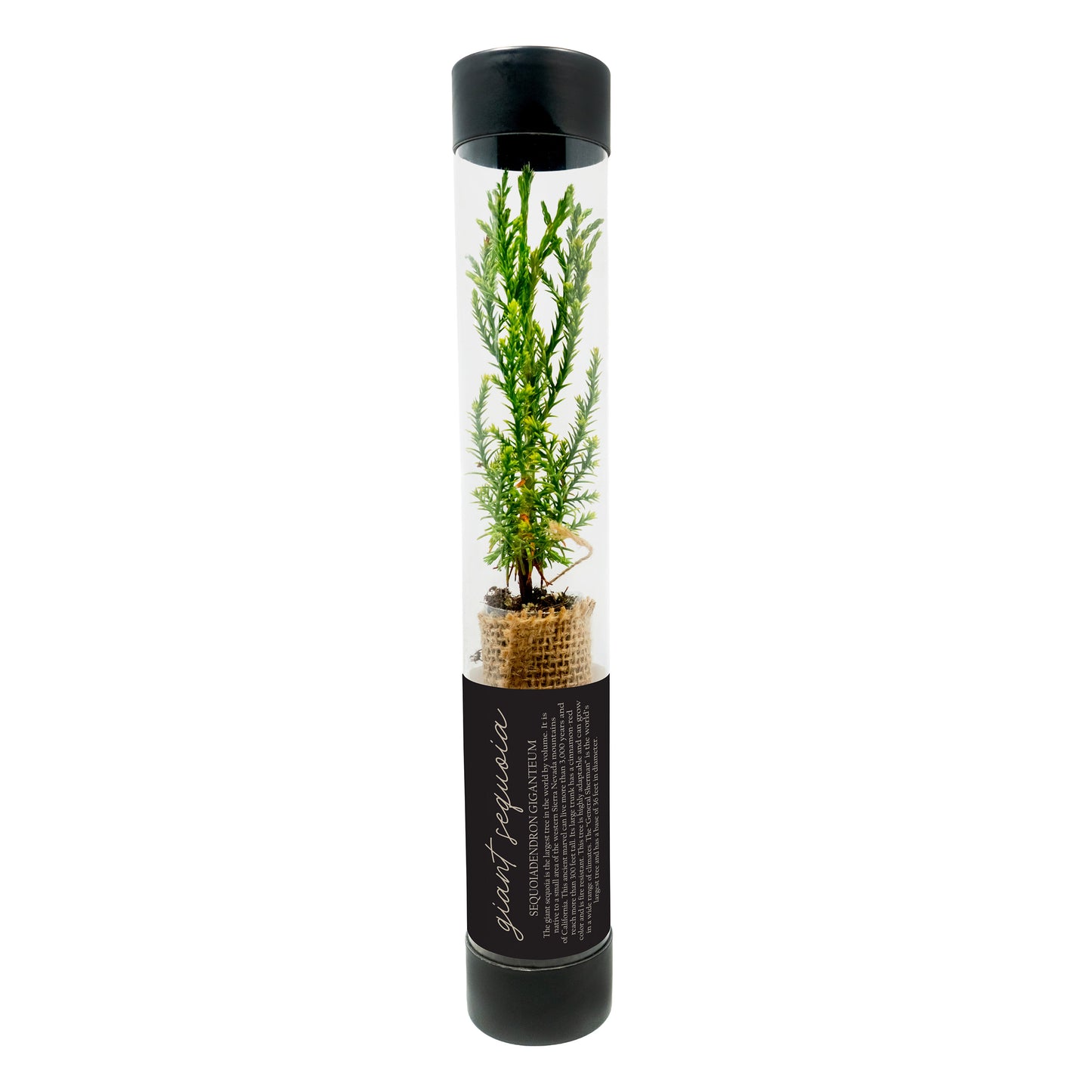 Giant Sequoia Sapling inside custom black tube for a memorial