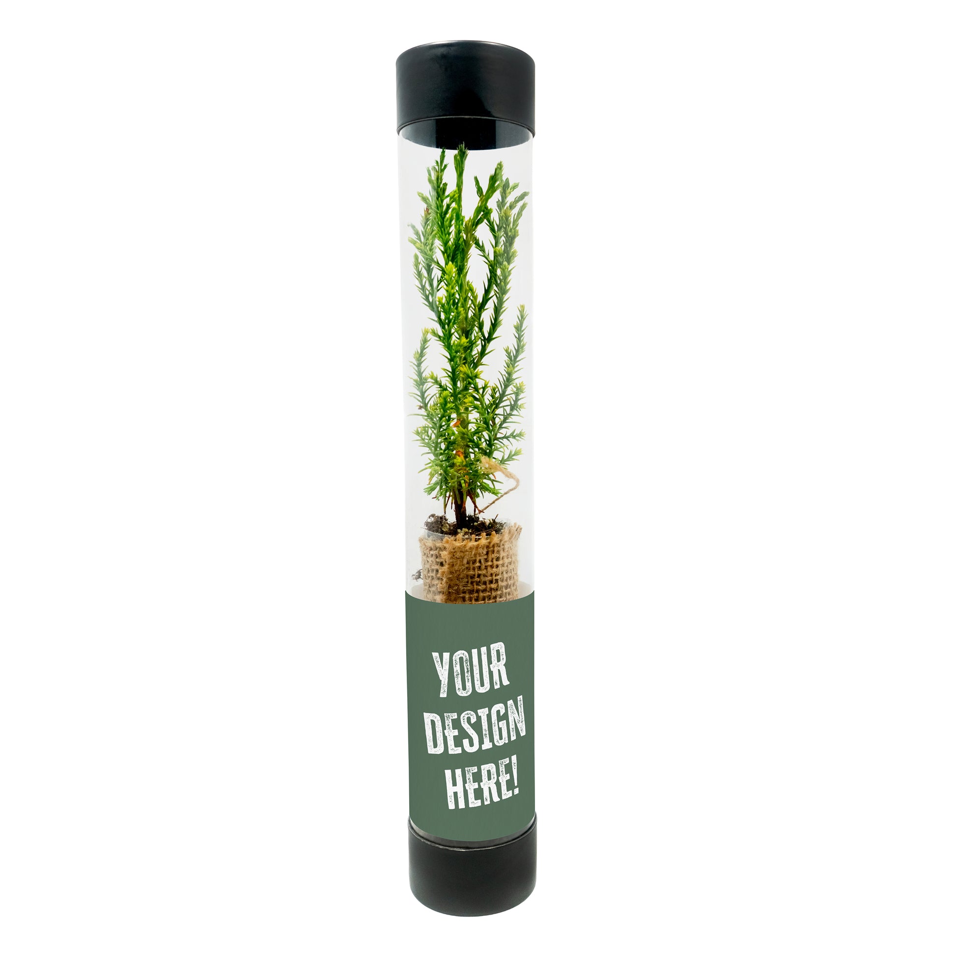 Clear tube with a sequoia sapling and customizable text on a white background