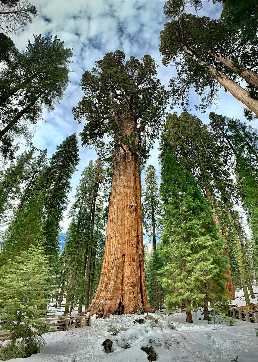 Giant Sequoia tree in a forest with snow on the ground